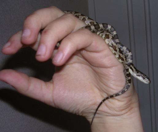 black rat snake juvenile