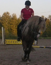 Finnhorse stallion