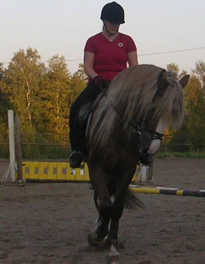 Finnhorse stallion