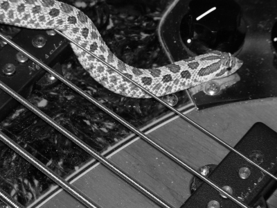 more evidence that hognose snakes rock