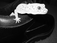 geckos be trippin