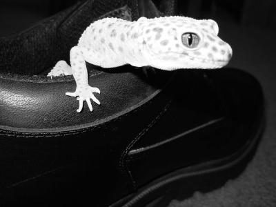 geckos be trippin