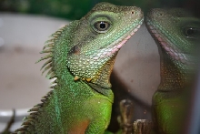 Nice Photo of my water dragon