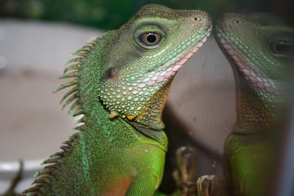 Nice Photo of my water dragon