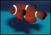 Saltwater - Austin Aquariums