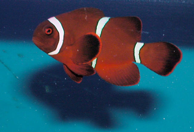 Saltwater - Austin Aquariums