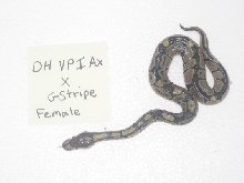 Dhvpiaxstripe fem