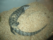 Stella