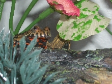 Firebelly toad