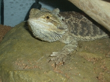 Juvenile Beardie