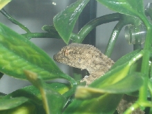 Crocodile Gecko