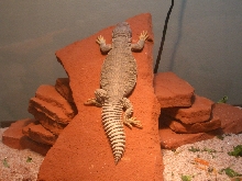 Uromastyx