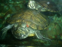 Red eared slider(front), cooter(back)