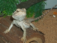 baby orange beardie