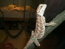baby red beardie