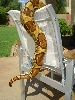 patty 04 tail