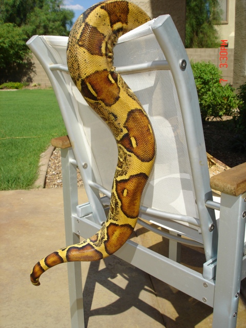 patty 04 tail