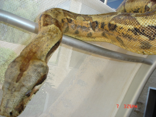 hypo 04 sideshot