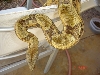 04 hypo male topshot