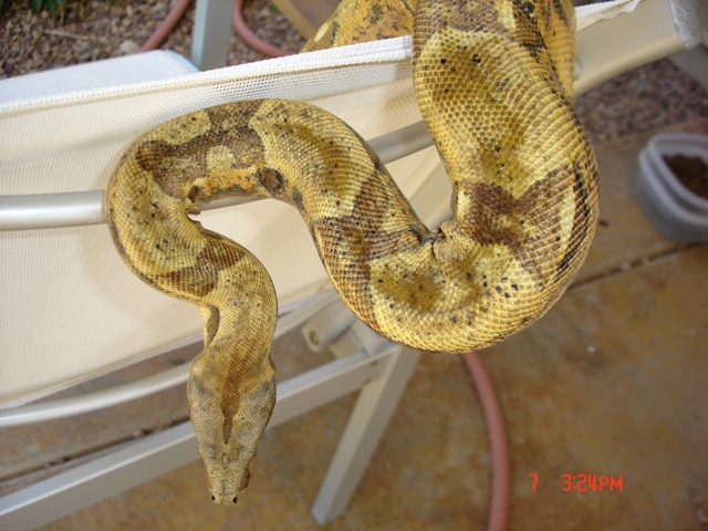 04 hypo male topshot