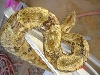 04 hypo male topfront shot