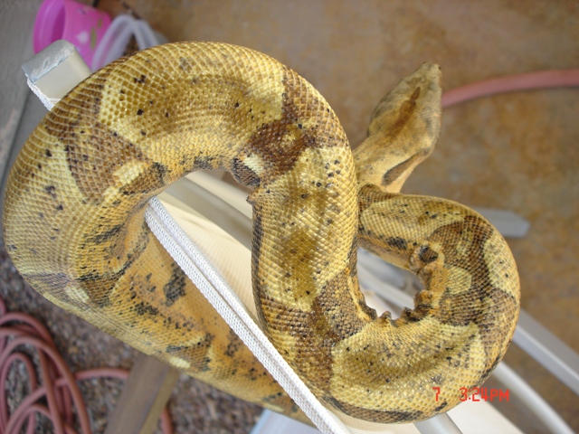 04 hypo male topfront shot