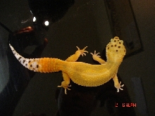 gecko 1