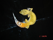 gecko 2