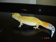 gecko 3