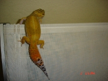 gecko 4