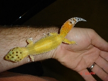 gecko 5