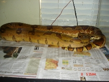 hypo female 04