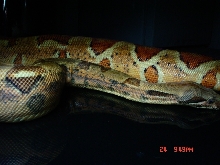 hypo black3
