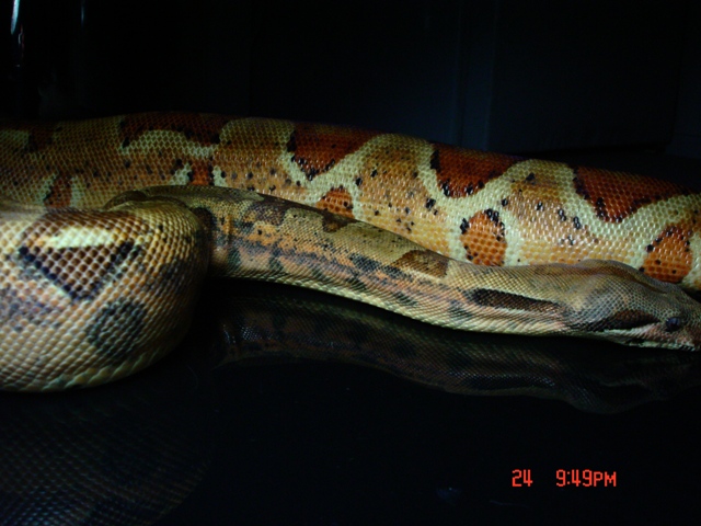 hypo black3