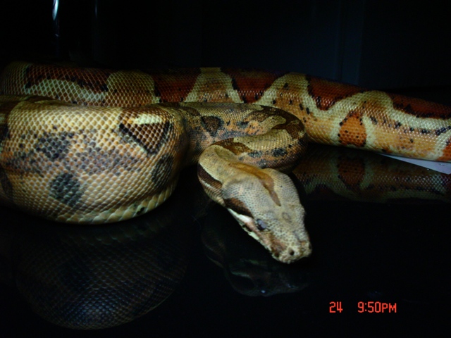 hypo black2