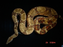 hypo black1