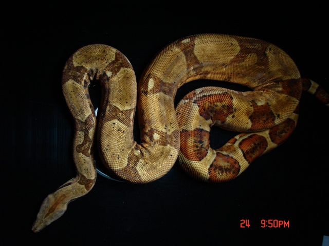 hypo black1