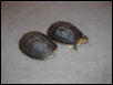 flavo pair