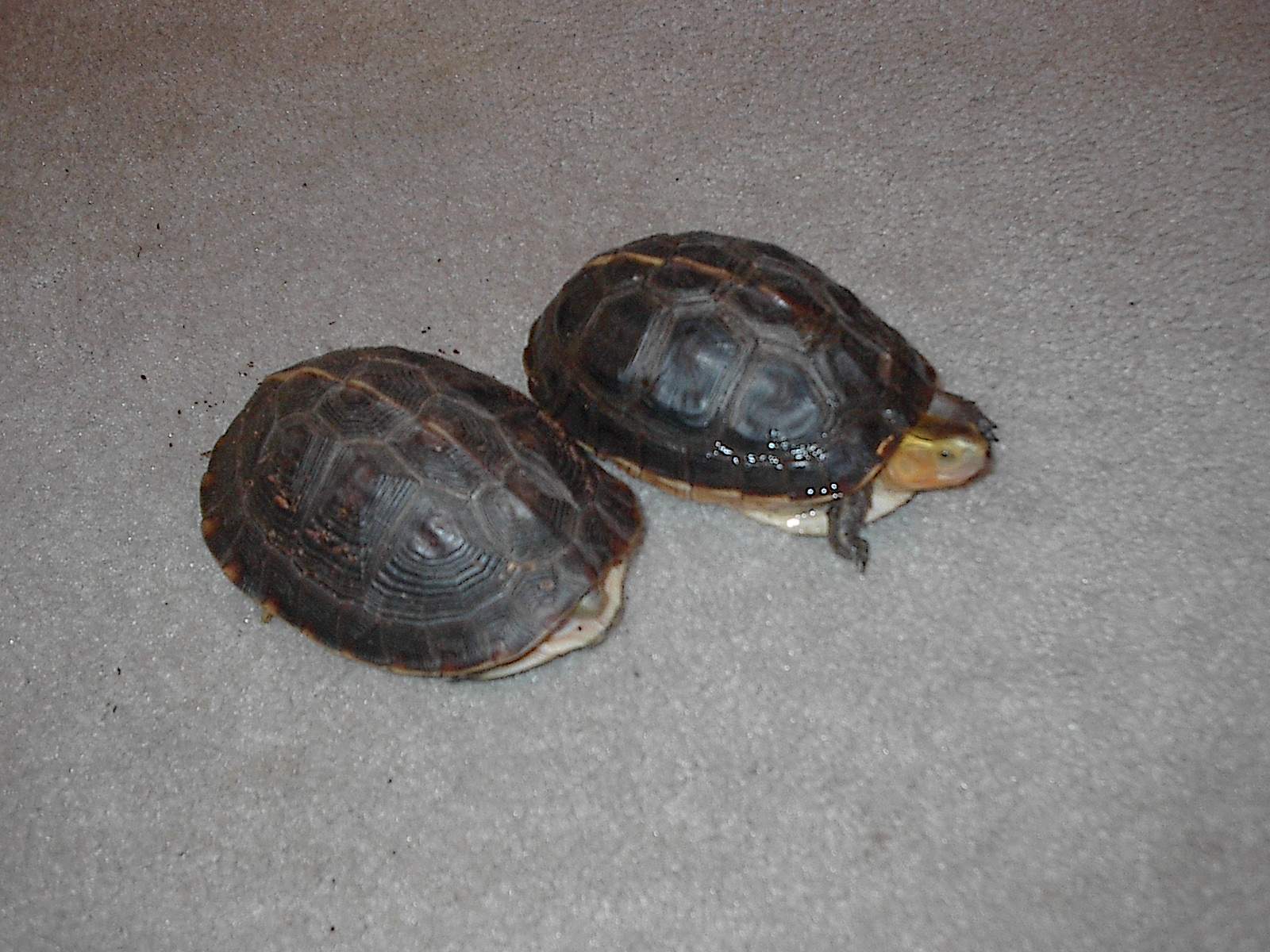 flavo pair