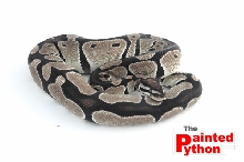 VPI Axanthic