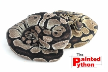Axanthic & Het Axanthic