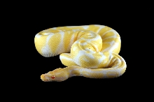 Albino Ball