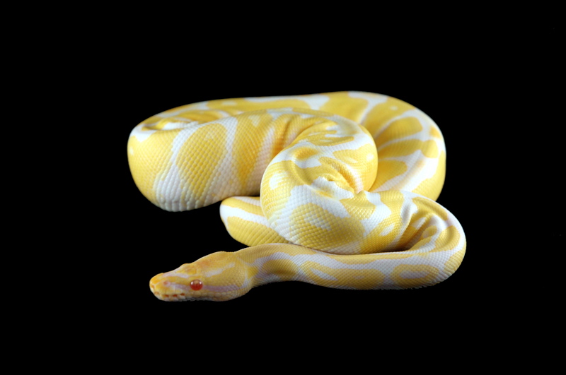 Albino Ball