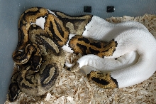 Piebald Copulation
