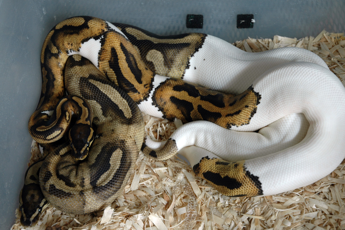 Piebald Copulation