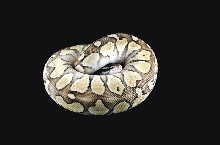 Pastel Butter