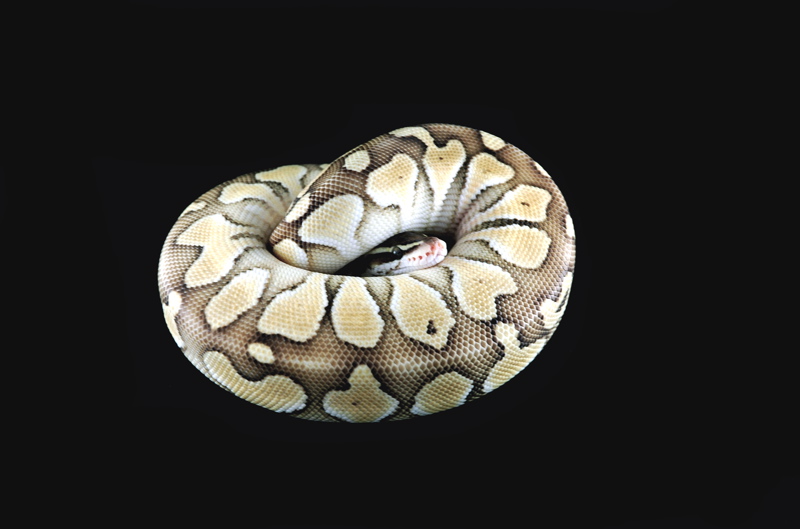 Pastel Butter