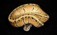 LemonBlast_08_051