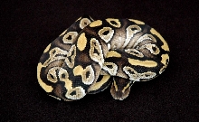 Mojave_08_083