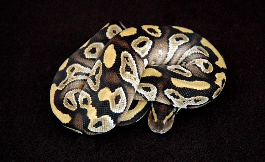 Mojave_08_083